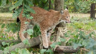 Erdők magányos hercege a Bükki Nemzeti Park Igazgatóságban