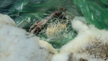 Értelmetlen gólyapusztulások