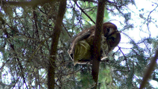 Esti bagolyismereti túra a Harkály Házban