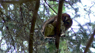 Esti bagolyismereti túra a Harkály Házban