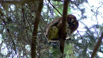 Esti bagolyismereti túra a Harkály Házban