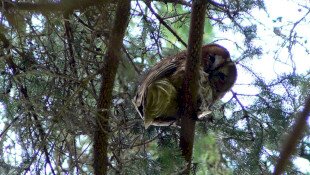 Esti bagolyismereti túra a Harkály Házban