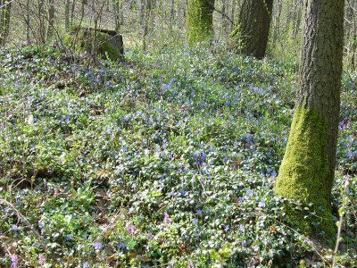                                                                                                                              