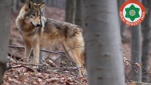 farkas, bükki nemzeti park, fokozottan védett állatok, bükk, mátra, nógrád, canis lupus