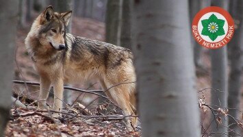 farkas, bükki nemzeti park, fokozottan védett állatok, bükk, mátra, nógrád, canis lupus