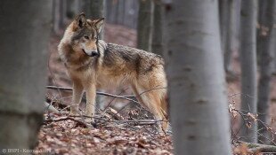 Farkas (Canis lupus)