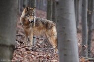 Tájegységi esték - Nagyragadozók jelenléte a nógrádi Palócföldön