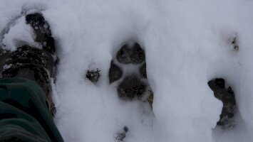 Farkasok nyomában: Sikeres téli nagyragadozó-felmérés