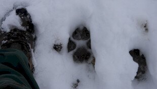 Farkasok nyomában: Sikeres téli nagyragadozó-felmérés