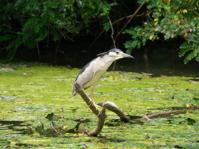 A mondókák vakvarjúja a gémfélék közé tartozó bakcsó (Nycticorax nycticorax) Fotó: Soós Gábor