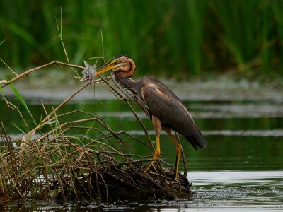 Sűrű nádasaink fokozottan védett madara, a vörös gém (Ardea purpurea) Fotó: Soós Gábor