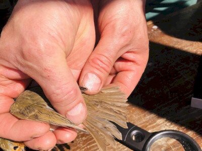 240427_13_Gelsei Örsi