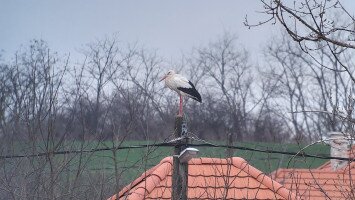 fehér gólya, első gólya, gólya érkezés, tavaszt hozó gólya