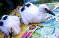 Fehér gólya gyűrűzések a Bükki Nemzeti Park Igazgatóság működési területén