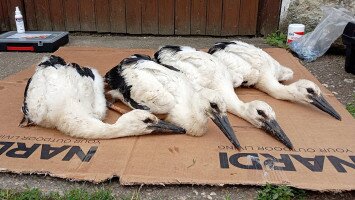 Fehér gólya gyűrűzések a Bükki Nemzeti Park Igazgatóság működési területén