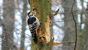 fehérhátú fakopáncs, harkály, bnpi, bükki nemzeti park igazgatóság