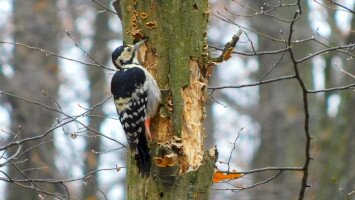 fehérhátú fakopáncs, harkály, bnpi, bükki nemzeti park igazgatóság