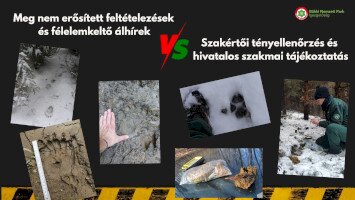 Felelősség a kattintások mögött: Tények és tévhitek a nagyragadozókkal kapcsolatban