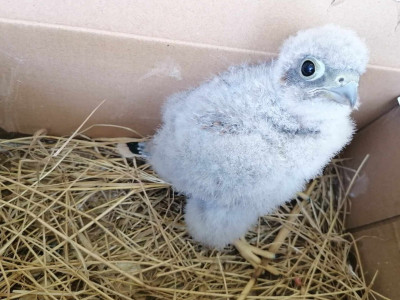1. kép_Talált fióka 1. napja