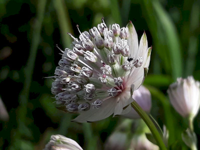 nagy völgycsillag_SA