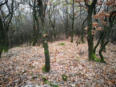 IMG_20181129_115704