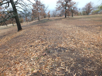DSCF7087