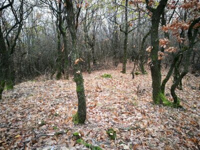 IMG_20181129_115704