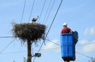 Fehér gólya gyűrűzések a Bükki Nemzeti Park Igazgatóság működési területén