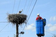 Fehér gólya gyűrűzések a Bükki Nemzeti Park Igazgatóság működési területén