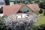Fehér gólya gyűrűzések a Bükki Nemzeti Park Igazgatóság működési területén
