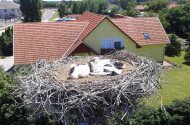 Fehér gólya gyűrűzések a Bükki Nemzeti Park Igazgatóság működési területén