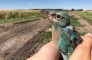 Szalakóta túra és fióka gyűrűzés a Bükkalján