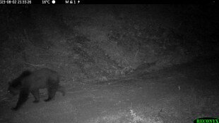 Gallér, the bears of the Bükk hiking on the Bükk Highlands