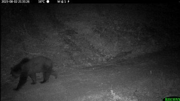 Gallér, the bears of the Bükk hiking on the Bükk Highlands