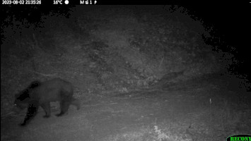 Gallér, the bears of the Bükk hiking on the Bükk Highlands