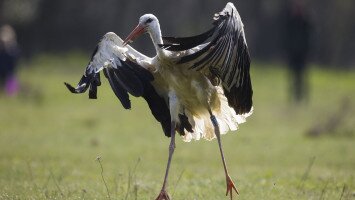 Gólya, gólya, gilice... – Útra keltek „a mi gólyáink” is!
