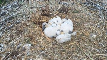 Gólyahír Hatvanból – avagy nem minden történet látszik a kamerákon túl…