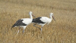 Gólyáink a nagyvilágban – egy tari fehér gólya kalandos útja