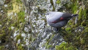 Hajnalmadár-túra a Bél-kőn
