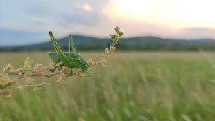 Ha június, akkor tarsza-nász!