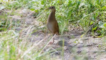 haris, Kesznyéteni Tájvédelmi Körzet, Crex crex, Bükki Nemzeti Park Igazgatóság