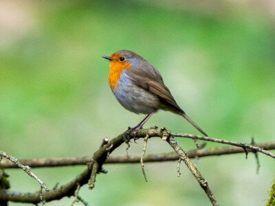 vörösbegy_Katona Ádám