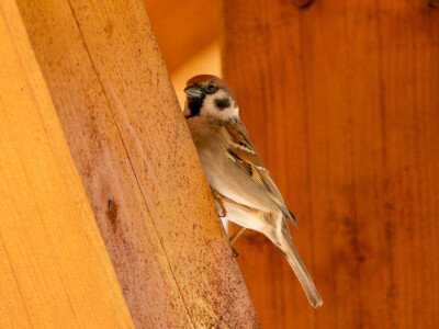 mezei veréb_Katona Ádám