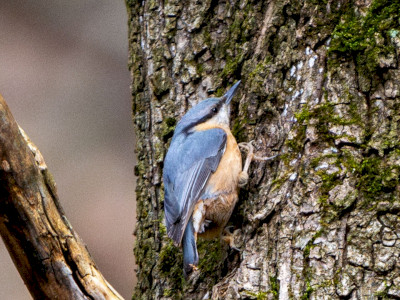 csuszka_Katona Ádám