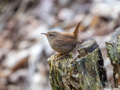 ökörszem_Katona Ádám