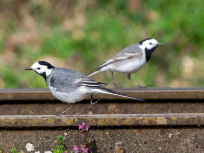 barázdabillegető_Katona Ádám