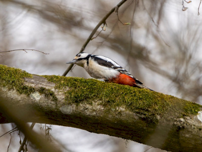 nagy fakopáncs_Katona Ádám