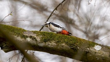 Harkálymegfigyelő túrával ünnepeltük az Erdők Világnapját