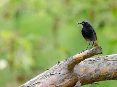 Házi rozsdafarkú (Phoenicurus ochruros)