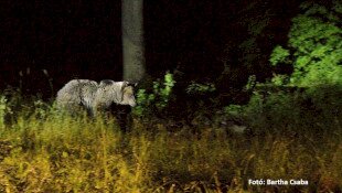 Hírek az elengedett medvéről